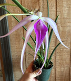 Bc. Ivan Portilla - Large Wispy Flowers 4Ó Pot - Blooming Size Orchids