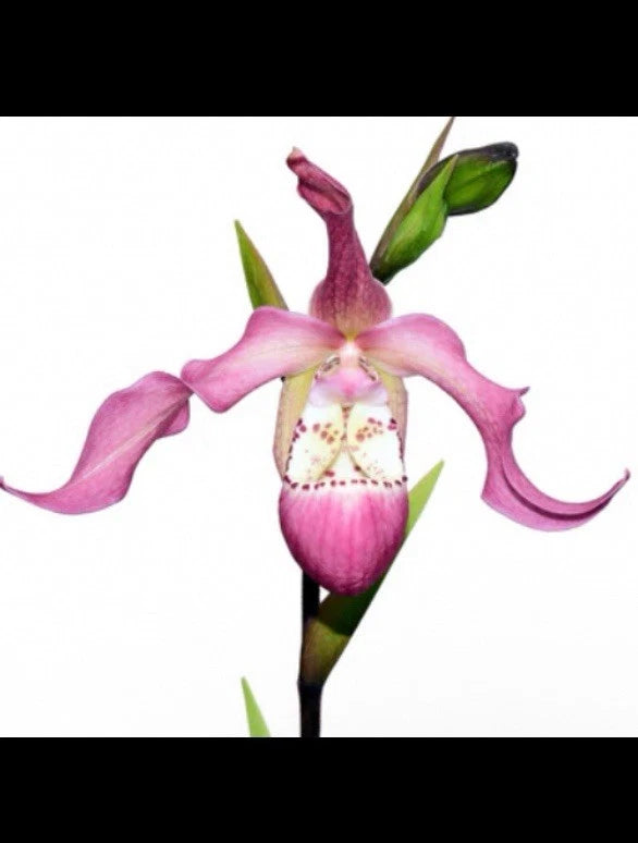 Pink slipper orchid flower with curved petals and green leaves on a stem
