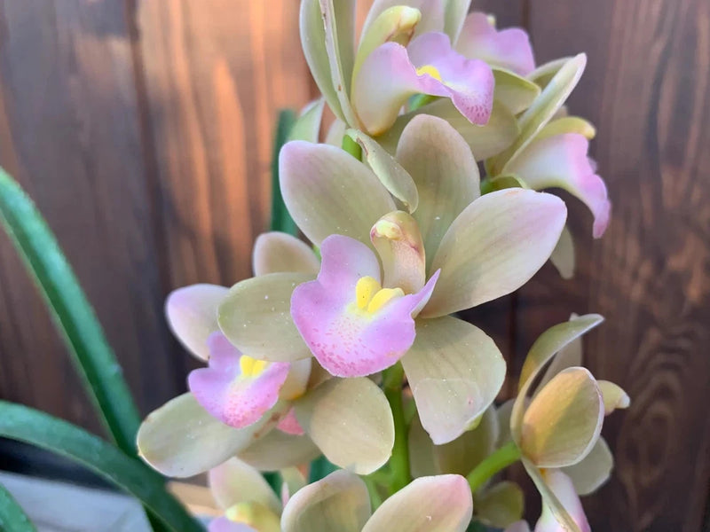 Blooming orchid in a pot with pale yellow and pink flowers