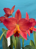 Cattleya Ctt Miracle Of Mine ÔGabriel AmaruÕ Maroon Red Orchid Eros 4.5Ó Pot Orchids