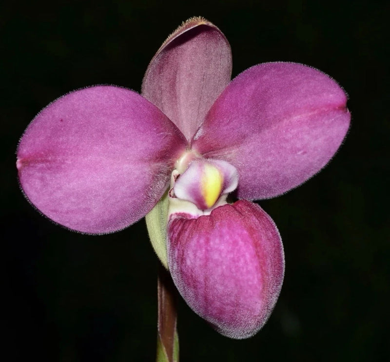 Pink orchid flower with three rounded petals and yellow center