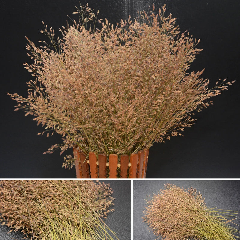 Pressed dried flower sprigs with natural tan buds on long stems