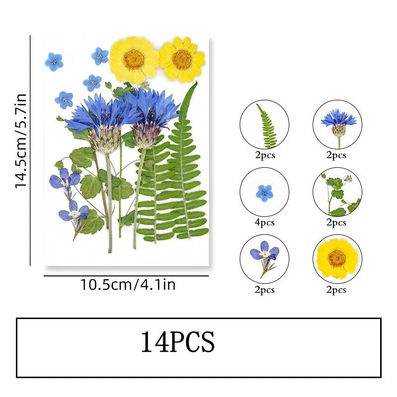 Pressed dried flower set, yellow and blue blossoms with leaf stems, 14 pieces
