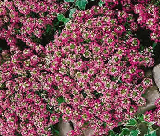 ALYSSUM ROSIE O'DAY Lobularia Maritima - 1,000 Bulk Seeds Garden Plants