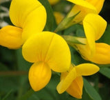 400+ Bird'sfoot Trefoil Seeds **Fresh Seeds** ~~ Free Shipping~~ Garden Plants