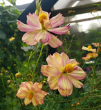 Cosmos Sulphureus "Blush" | Unique Color | RARE Strain | 20 SEEDS Garden Plants