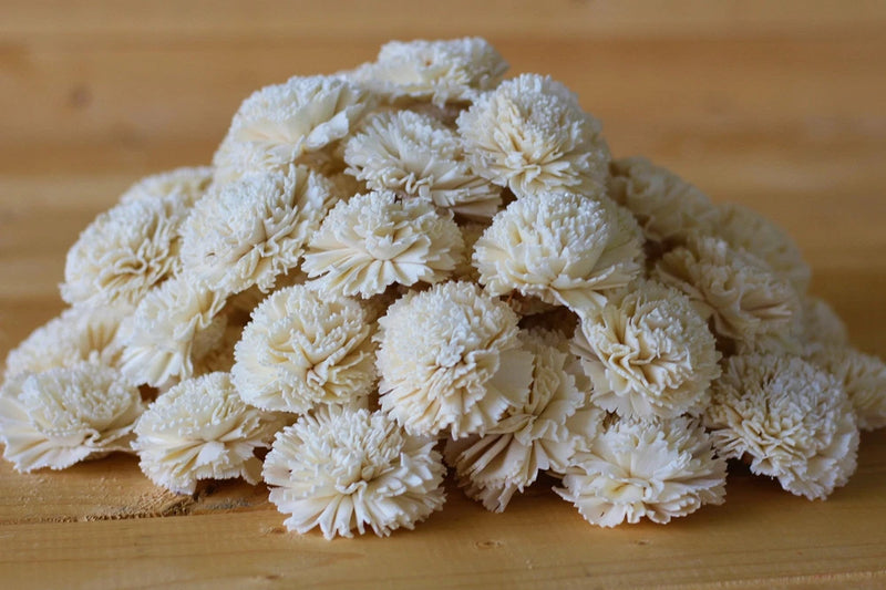Wholesale/Bulk Sola Carnations 2" Carnation