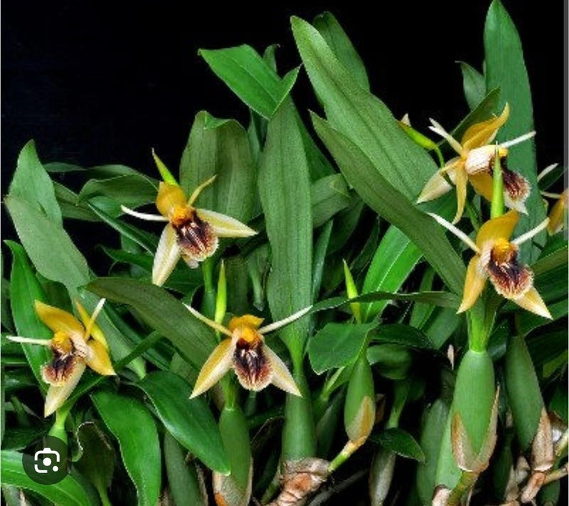 Mini orchid plant with yellow star-shaped flowers and green leaves