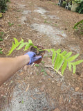 Sharktooth cactus cutting in soil with green toothlike segments, hand holding base