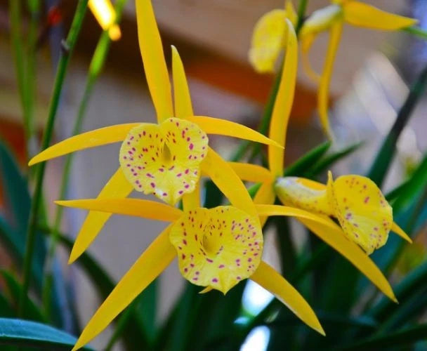 Yellow Cattleya orchid with purple-speckled petals in pot