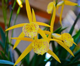 IN SPIKE / BUD ~ Cattleya Orchid ~ Pot. Yellow Bird ~ 4" Pot Orchids