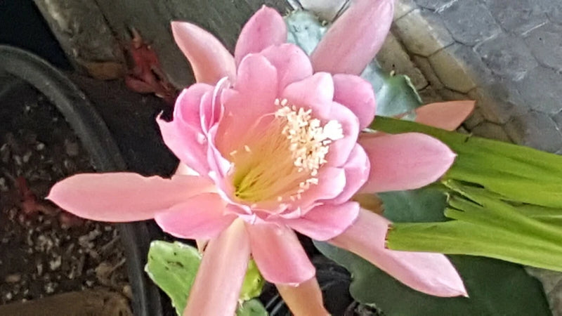 3 Nice Epiphyllum Orchid Cactus Plants Big Pink Flower Healthy Strong Thick Pads Orchids