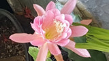 3 Nice Epiphyllum Orchid Cactus Plants Big Pink Flower Healthy Strong Thick Pads Orchids