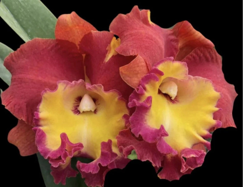 Two-color orchid flowers with magenta frilly petals and yellow centers