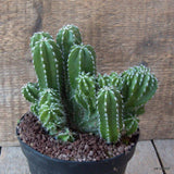 D7171 MARGINATOCEREUS MARGINATUS CRESTED pot14-H13-W15 cm MaMa Cactus Green Plant