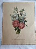 FLOWER LITHOGRAPH  - White Lily, Rose has a hundred leaves - French Lily