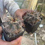 Gymnocalycium Mazanense succulent Beautiful Garden DŽcor Boutique 5cm 1PCS Garden Plants