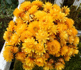 50+  Dried Straw Flowers Bright Sunny Yellow Stems for Spring, Wedding, Bouquets Dried Flower