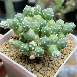 6CM Succulent Cactus Plant Tephrocactus Rossianus Cactaceae Home Garden Plant Garden Plants