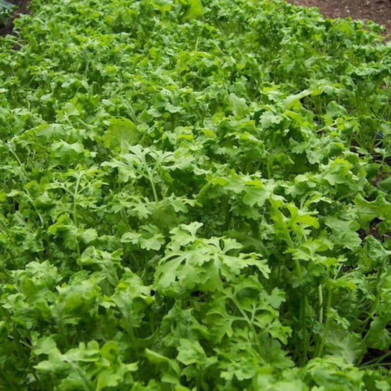 Curled Cress, Peppergrass, NON-GMO, Variety Sizes Sold, FREE SHIPPING Garden Plants