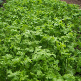 Curled Cress, Peppergrass, NON-GMO, Variety Sizes Sold, FREE SHIPPING Garden Plants