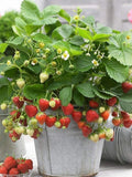 200+ Wild Strawberry Strawberries Seeds - Fragaria Vesca - Edible Garden Fruit H Garden Plants