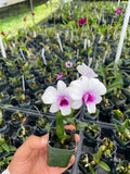 Dendrobium Jasmine Comes in 2