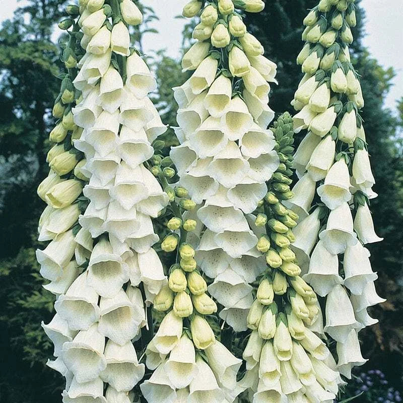 Alba Foxglove Seeds | Heirloom / Non-GMO | Free Shipping | Flower Seeds | 1244 Flowering Plants