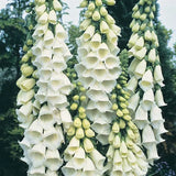 Alba Foxglove Seeds | Heirloom / Non-GMO | Free Shipping | Flower Seeds | 1244 Flowering Plants