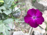 6 Rose Campion  Starter Plants  Magenta Flower Self-Seeding Cottage Garden Garden Plants