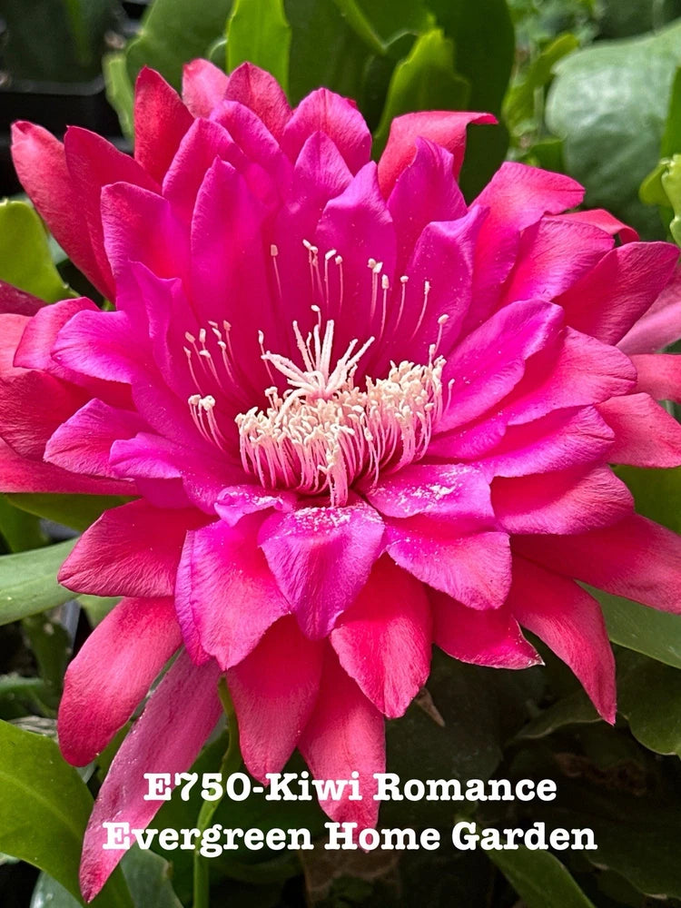 Pink epiphyllum orchid cactus flower with pink petals and white stamens, in green foliage