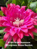 Rooted Epiphyllum Orchid Cactus ÒKiwi RomanceÓGrowing In 4Ó starter pot Orchids
