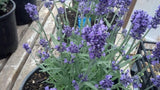 50 Lavandula Seeds Ellagance Purple ( Perennial ) Purple Lavender Seeds Flowering Plants
