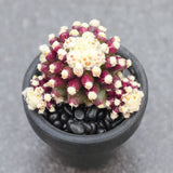 $28.38 Garden Plants