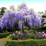 2 Chinese Blue Wisteria, Beautiful Flowering Trees 2ft Tall Now Ready To Plant Flowering Plants