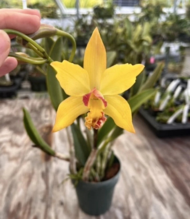Yellow orchid plant with single flower, red center, in gray pot, green leaves