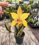 Cattleya Blc Waikiki Gold ÔLeaÕ HCC x C Briegeri ÔStar Of BrazilÕ  DIV bareroot Orchids