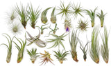 Grab Bag Small/Medium Air Plants & Fertilizer-Wholesale Tillandsia, Easy Care Green Plant