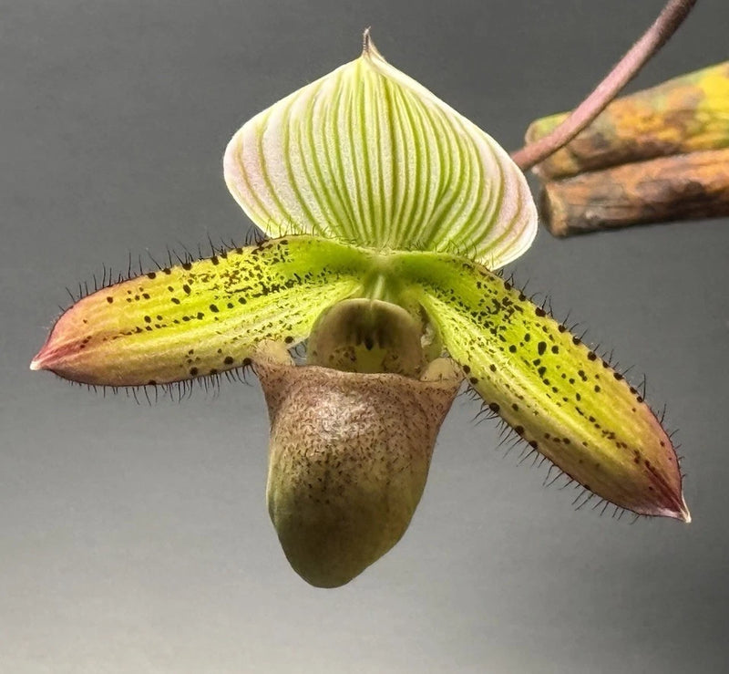 Blooming green orchid flower with speckled petals and brown pouch