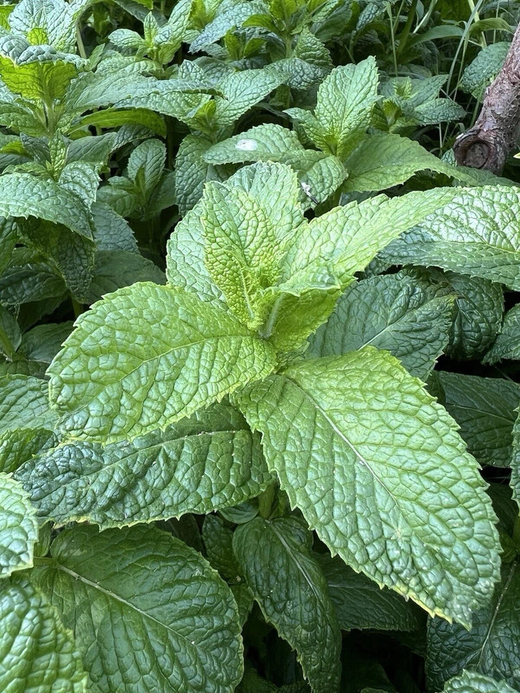 Peppermint herb plant with textured green leaves