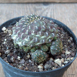 D6876 SULCOREBUTIA RAUSCHII GOLDEN SPINE pot10-H5-W6 cm MaMa Cactus Green Plant