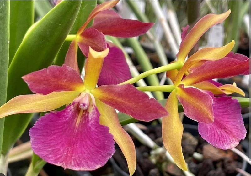 Blooming orchid cluster with magenta and yellow petals and green leaves