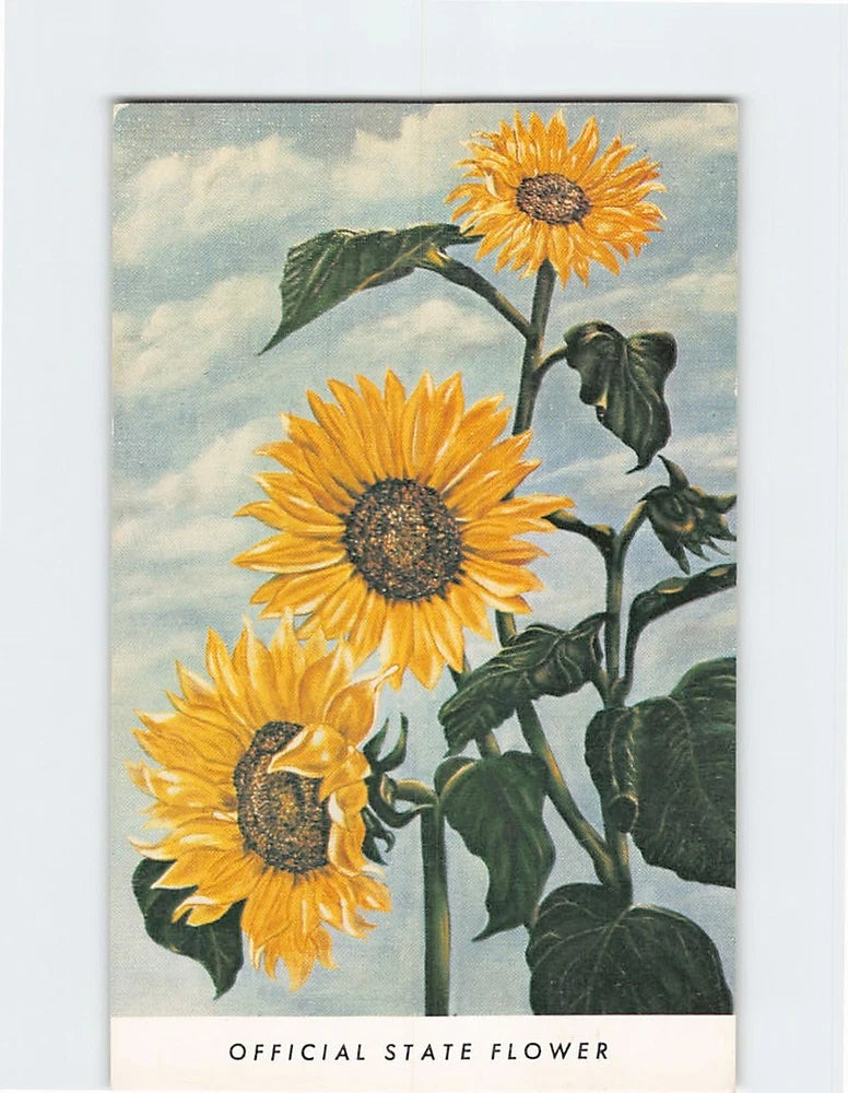 Sunflower postcard with three yellow blooms, green leaves, and 'Official State Flower' text