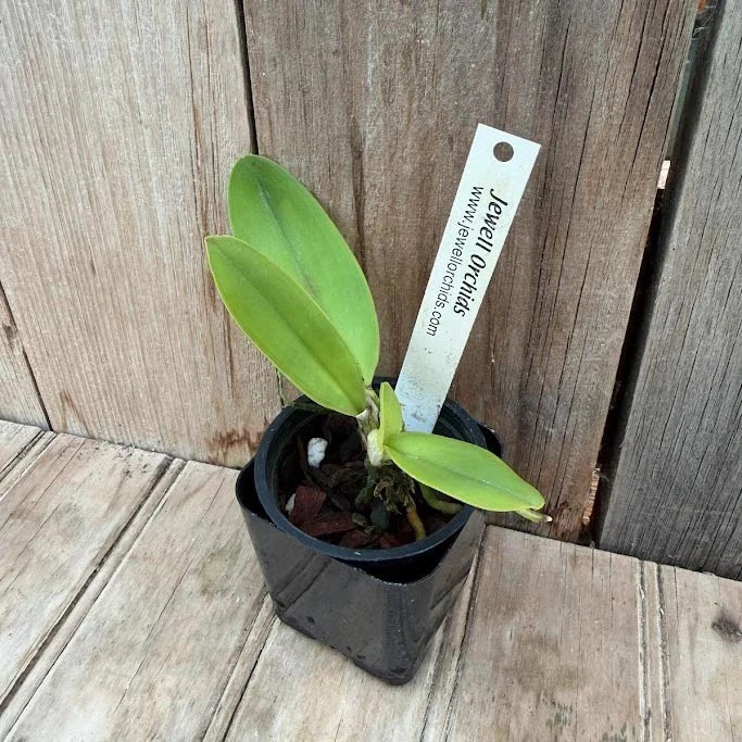 Unique Mosca Form SPECIES Ð Cattleya labiata coerulea Orchid Plant Orchids
