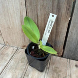 Unique Mosca Form SPECIES Ð Cattleya labiata coerulea Orchid Plant Orchids