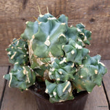 D3845 FEROCACTUS GLAUCESCENS INERMIS MONSTER pot14-H14-W23 cm MaMa Cactus Green Plant