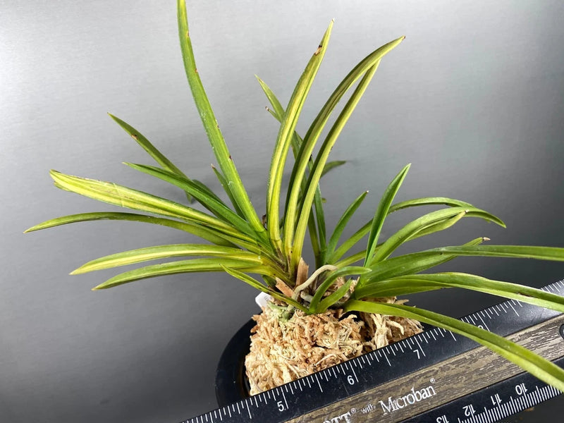 Neofinetia falcata(japaneseorchids)inner stripe/SHOTOUKAN ___ Orchids