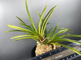 Neofinetia falcata(japaneseorchids)inner stripe/SHOTOUKAN ___ Orchids
