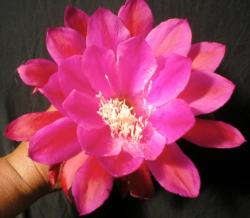 Pink orchid cactus flower with layered, ruffled petals
