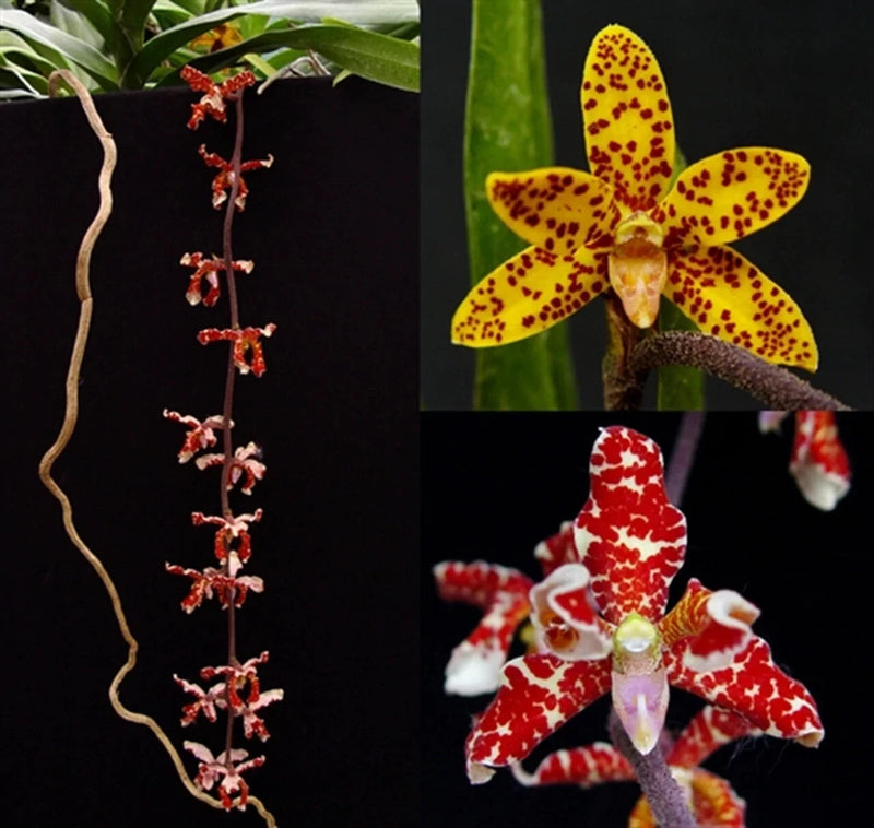 Orchid plant with long stems and yellow and red spotted blooms